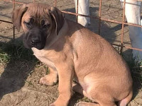 cane corso frumentino